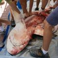 The Killing of Sharks 6