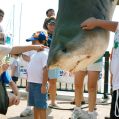 The Killing of Sharks16