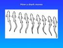 SharkKnights Lecture Discription